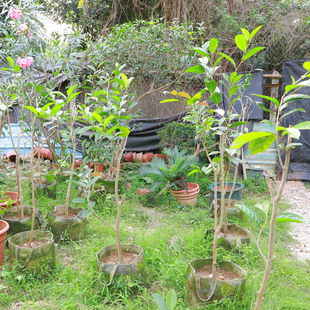 深圳同城金花茶苗绿化工程苗木灌木庭院盆栽绿植办公室植物