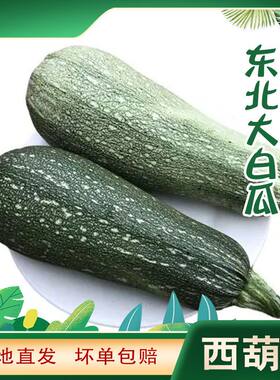 东北西葫芦角瓜大白瓜炒炖做馅儿 老西葫农家自种老白瓜大角瓜