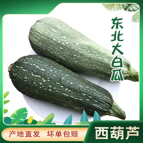 东北西葫芦角瓜大白瓜炒炖做馅儿 老西葫农家自种老白瓜大角瓜