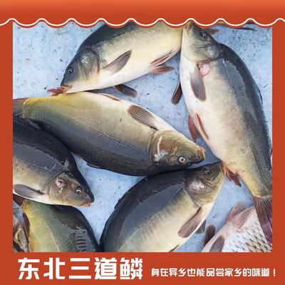 东北鲤鱼三道鳞鱼鲤鱼拐子无鳞鱼整条鱼淡水鱼真空包装鲜活速冻