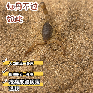 (发货快)活蝎子蝎子冷冻伏牛山活蝎子十足全蝎可食用泡酒宠物鲜活