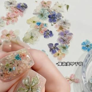 混彩天然压花干燥真花苞穿戴甲饰品 日系ins风美甲迷你干花blc同款