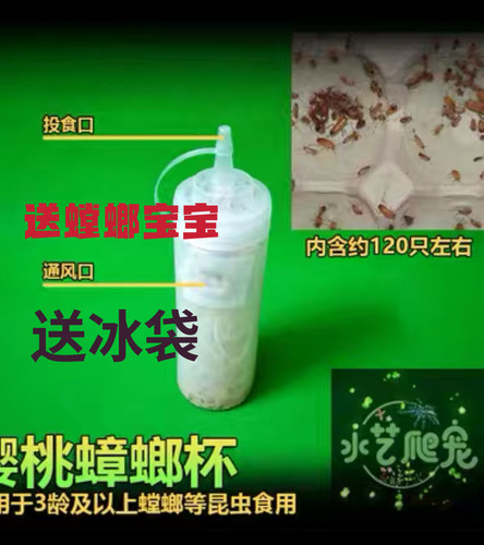 包邮果蝇杯活体饲料大小果蝇残翅无翅跳蛛树蛙螳螂活体饲料果蝇杯