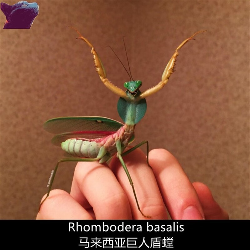 马来西亚巨人盾螳螂马盾螳螂宠物螳螂大型新手入门品种爬宠活体虫