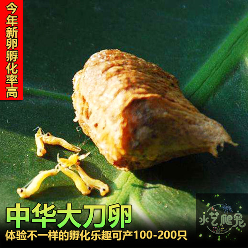 活体螳螂爬宠水艺爬宠包邮