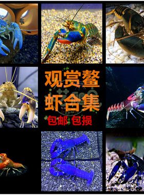 巨型水族大虾观赏鳌虾宠物活体虾