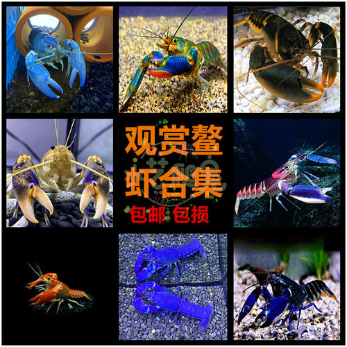巨型水族大虾观赏鳌虾宠物活体虾蓝白淡水小龙虾苗人工天空蓝魔虾 - 封面