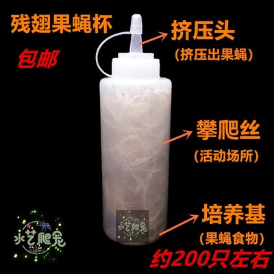 果蝇杯爬宠食物DIY包邮