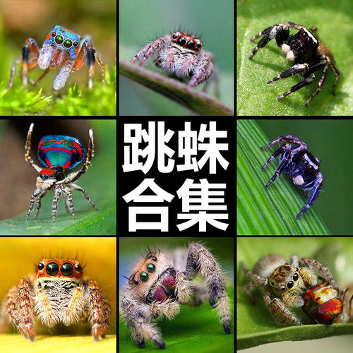 宠物蜘蛛跳蛛水艺爬宠包邮