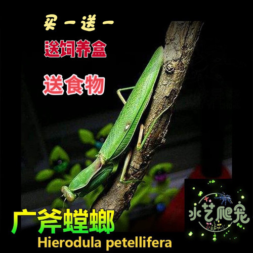 包邮广斧爬宠水艺爬宠包邮