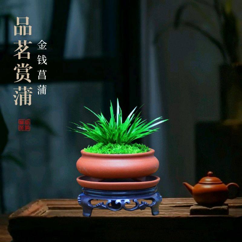 金钱菖蒲盆景虎须附石盆栽办公室书房客厅绿植微景观文竹桌面摆件,鲜花速递/花卉仿真/绿植园艺,造型盆景,淘宝优惠券,粉丝福利购,淘宝优惠卷