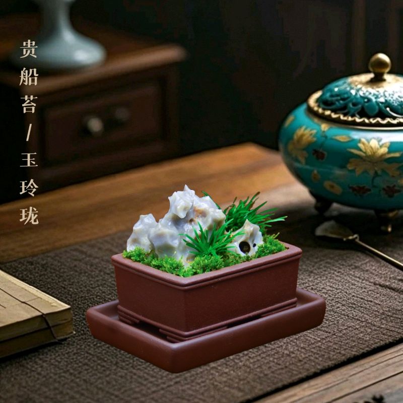 菖蒲盆景金钱虎须贵船苔盆栽办公桌面绿植