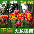 种植果树苗当年结果 红心火龙果树果苗盆栽地栽庭院阳台南北方四季