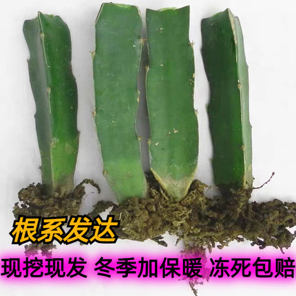 嫁接砧木蟹爪兰仙人球仙人掌令箭荷花猴尾三角柱火龙果苗树枝条