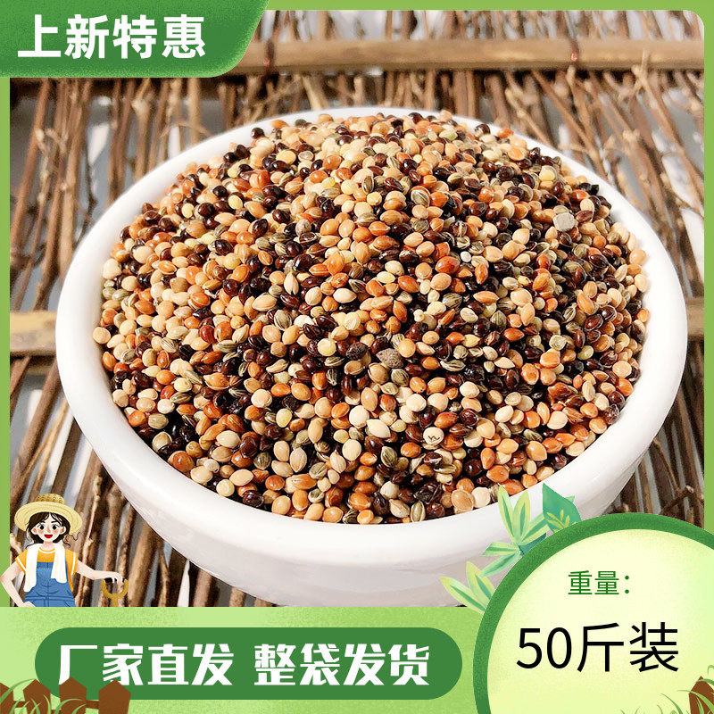 五色虎皮中小型鹦鹉50斤一袋黍子