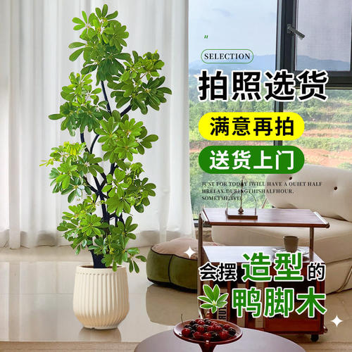 鸭脚木客厅大盆栽高级感绿植室内旺宅大型植物落地四季好养鸭掌木