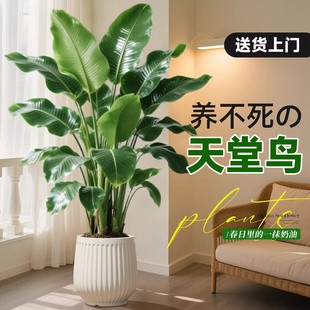 天堂鸟绿植室内办公室客厅大型植物盆栽高级感落地大号好养真花