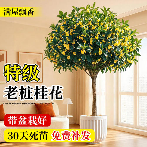 桂花树苗盆栽室内阳台好养易活