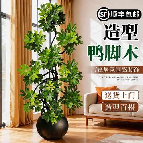 鸭脚木客厅绿植室内大型轻奢高级感造型落地盆栽鹅掌柴四季常青