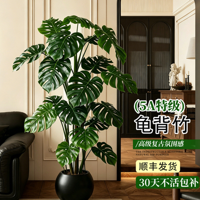 龟背竹客厅大盆栽开背老桩大叶落地绿植高端大气网红懒人好养四季