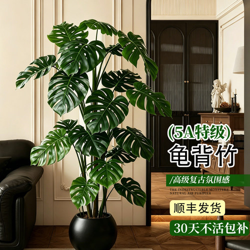 龟背竹客厅大盆栽开背老桩大叶落地绿植高端大气网红懒人好养四季
