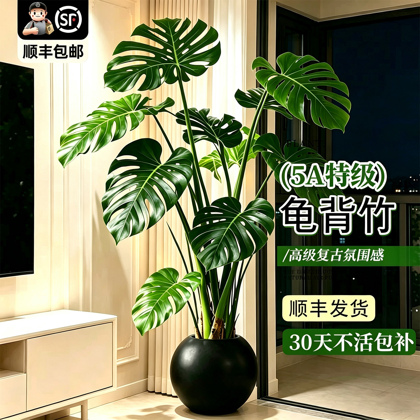 龟背竹老桩特大号客厅绿植室内大型盆栽落地开背大叶懒人好养四季图片