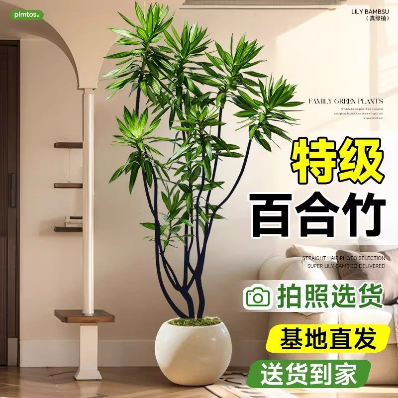 百合竹客厅绿植盆栽精品高端老桩高级感室内真花旺宅植物造型轻奢,鲜花速递/花卉仿真/绿植园艺,大型绿植/成品组合盆栽,淘宝优惠券,粉丝福利购,淘宝优惠卷