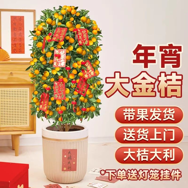 金桔树盆栽带果客厅绿植室内大型植物桔子橘子树苗花卉年桔桔树,鲜花速递/花卉仿真/绿植园艺,大型绿植/成品组合盆栽,淘宝优惠券,粉丝福利购,淘宝优惠卷
