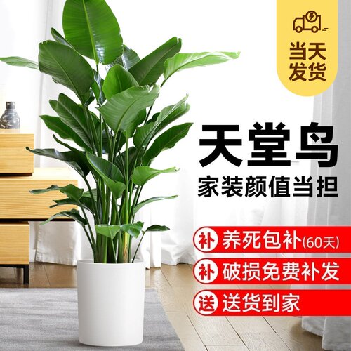 天堂鸟盆栽室内客厅高级感大型绿植办公室大叶植物高端鹤望兰新房