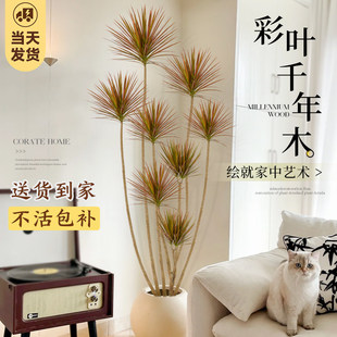 千年木客厅绿植高级感室内大型盆栽植物好养七彩铁龙血树造景真树