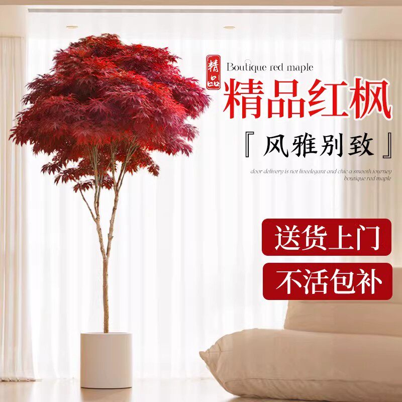 红枫树盆栽树苗红枫叶老桩盆景室内庭院大型植物客厅落地绿植耐寒图片