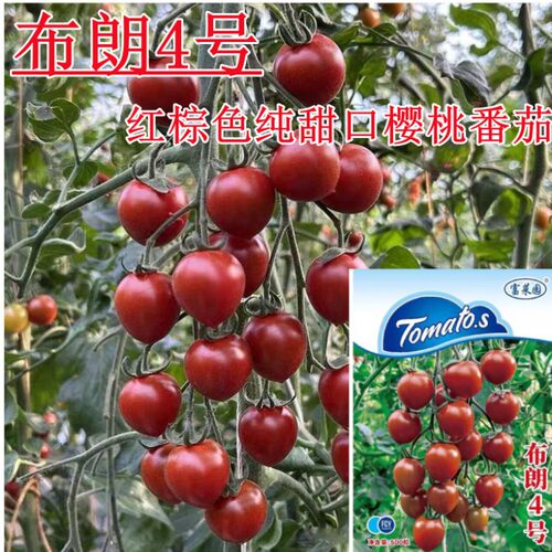 布朗4号红棕色樱桃番茄品种口感好糖度高耐裂性好高品质樱桃番茄