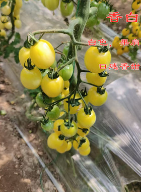 香白蜜白色樱桃小番茄种子小番茄种子白色口感好香甜脆产量高抗病