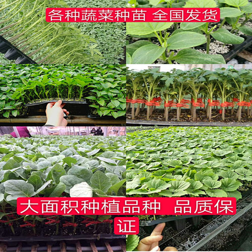 西红柿苗 嫁接黄瓜苗茄子苗  辣椒苗 苦瓜苗 各种蔬菜苗高产品种 - 封面