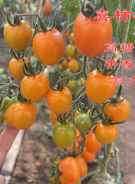 喜柿橙橙色高糖樱桃番茄自带香味口感好高产好种好管理小番茄种籽