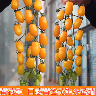 花生番茄种子黄花生409花生类型高产抗病黄色花生西红柿种子 包邮