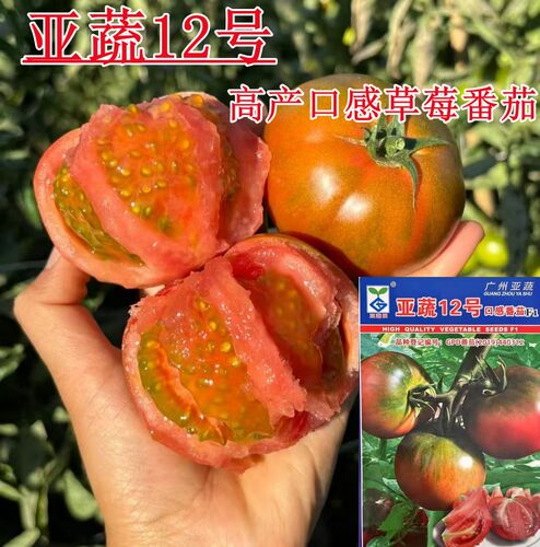 亚蔬12号口感草莓番茄种籽孑绿腚铁皮番茄种子口感好产量高抗病好