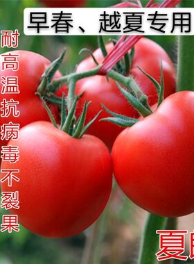 西红柿种子耐热西红柿种子抗病粉果西红柿种籽夏朗蔬菜种子包邮
