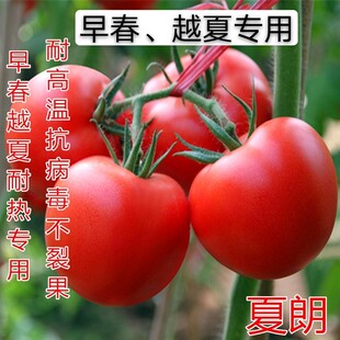 西红柿种子耐热西红柿种子抗病粉果西红柿种籽夏朗蔬菜种子 包邮