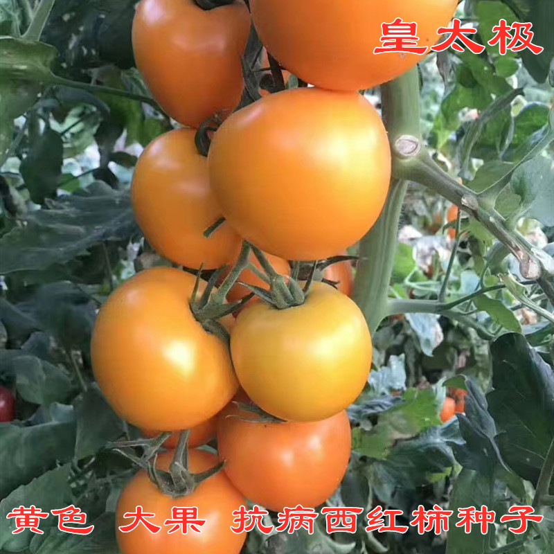 西红柿种子黄色西红柿种子 黄色大西红柿种子 黄色番茄种子皇太极