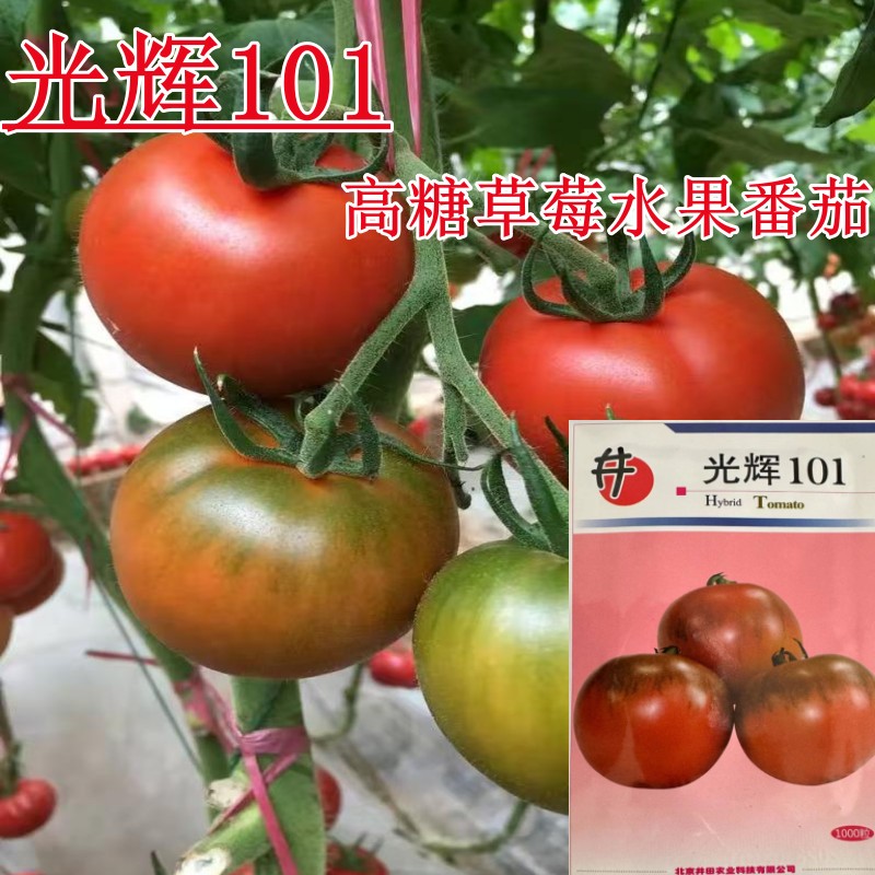 光辉101草莓番茄种子铁皮柿子种子绿肩口感西红柿种子