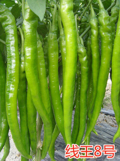 辣椒种子线椒种子早熟高产抗病好耐储运 包邮-线王8号