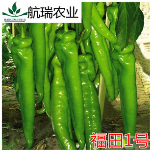 辣子子尖椒籽高产抗病蔬菜福田一号 辣椒种子尖椒种子羊角椒种子