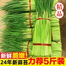 农家蒜苔新鲜蒜苔2024年新鲜河南蒜台红帽蒜薹5斤自种蔬菜