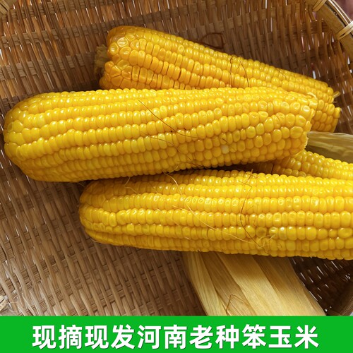 河南鲜食玉米笨玉米老式玉米棒生玉米苞农场现摘现发米新鲜老玉米