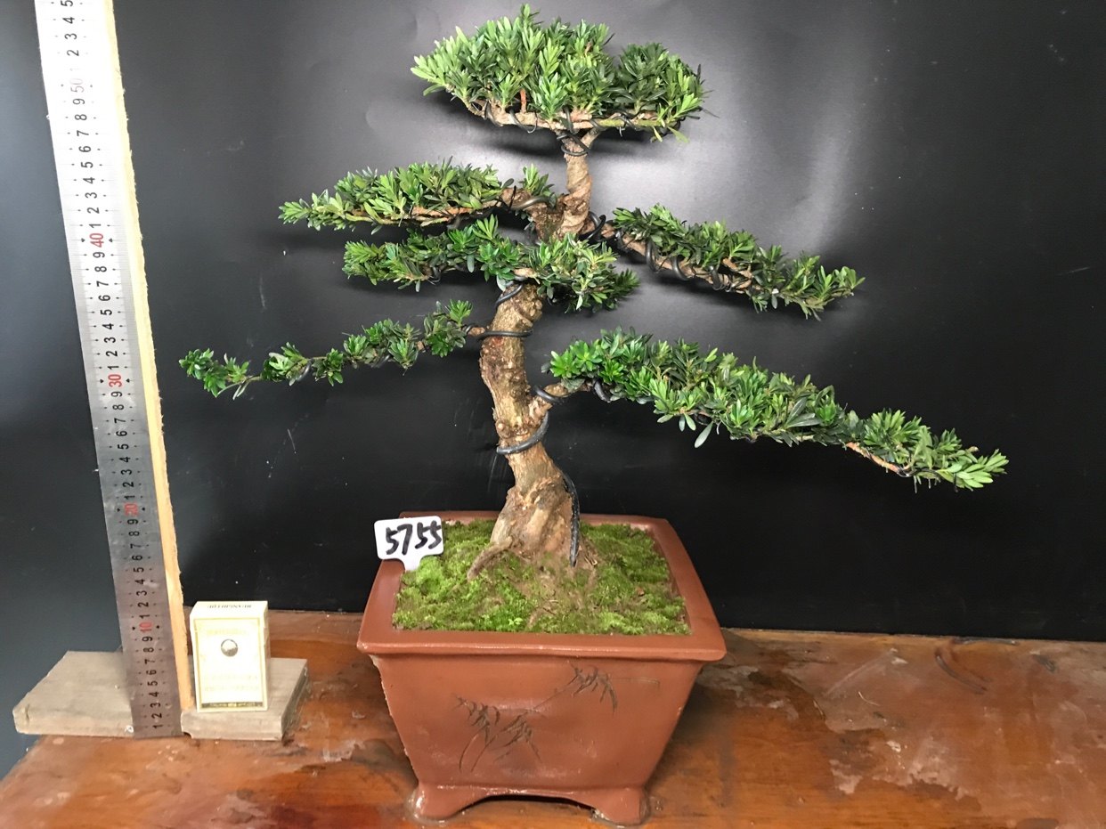 一图一拍实生造型米叶罗汉松阳台庭院客厅盆景老桩迎客松常青绿植