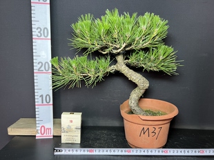 黑松短针暴皮老盆精品练手素材苗矮霸新品盆栽盆景籽播阳台绿植