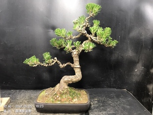 一图一拍老盆短针暴皮黑松盆景阳台庭院客厅造型盆栽老桩迎客松绿