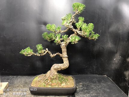 一图一拍老盆短针暴皮黑松盆景阳台庭院客厅造型盆栽老桩迎客松绿
