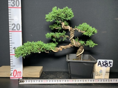 老盆济州真柏盆景老桩盆栽阳台客厅茶几办公室常绿植物